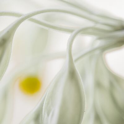 3. Platz: Oswald Ganthaler - Himmelschlüssel