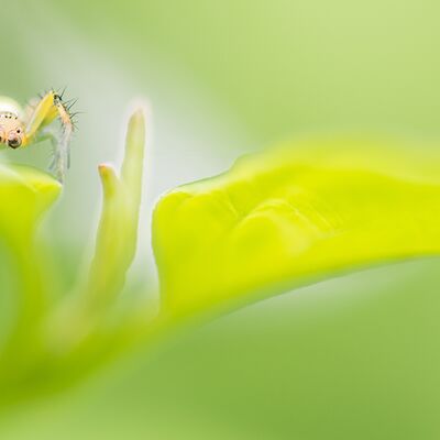 4. Platz: Gerd Tauber - Spinne