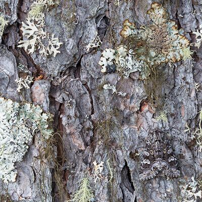 5. Platz: Hugo Wassermann - Nachtfalter