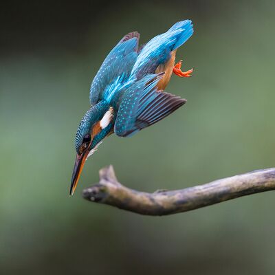 6. Platz: Max Drescher - Eisvogel