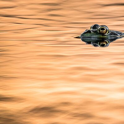 7. Platz: Matthias Gritsch - Teichfrosch in Wellenformationen