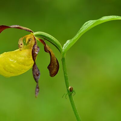 7. Platz: Michael Trocker - Frauenschuh mit Krabbenspinne