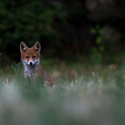 8. Platz: Peter Pliger - Jungfuchs