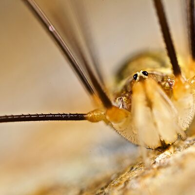 8. Platz: Roberto Siniscalchi - Opilio