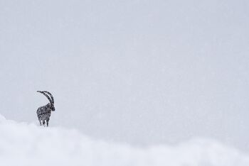 STEINBOCK_Im Schneegestöber ganz weit oben