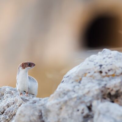 10. Platz: Georg Kantioler - Mauswiesel