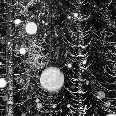 3. Platz: Claudio Sferra - es schneit im Wald