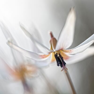 5. Platz: Claudio Sferra - Dente di cane