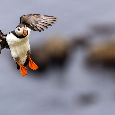 9. Platz: Sepp Hackhofer - Papageientaucher