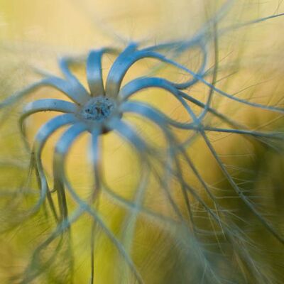 4. Platz: Dapoz Carlo - Distelsamen