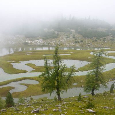2. Platz: Eradi Alfred - Großfanes