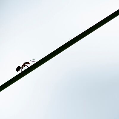 5. Platz: Carlo Dapoz - Ameise