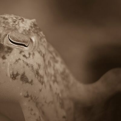 10. Platz: Manuel Plaickner - Detail einer Sepia