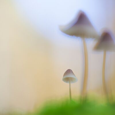 1. Platz: Georg Kantioler - Pilzfamilie