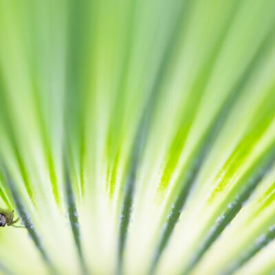 1. Platz: Hugo Wassermann - Springspinne