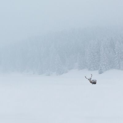 2. Platz: Horst Eberhöfer - Hirsch