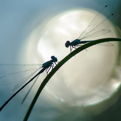 4. Platz: Reinhard Arnold - Azurjungfrauen im Morgenlicht