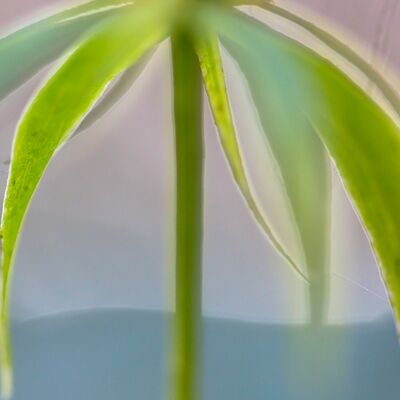 5. Platz: Hugo Wassermann - Einbeere