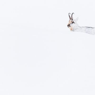 7. Platz: Manuel Plaickner - Gams nach Schneefall