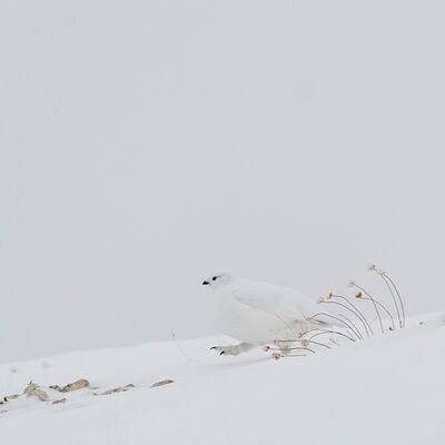 7. Platz: Gerd Tauber - Alpenschneehuhn