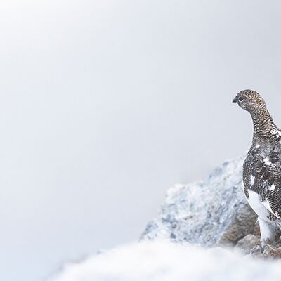 7. Platz: Peter Pliger - Schneehuhn im Morgennebel