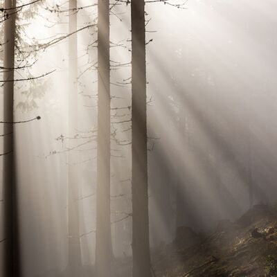 7. Platz: Manuel Plaickner - Auerhuhn im Nebel