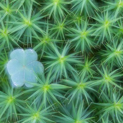 8. Platz: Elke Lessnig - Doppelbelichtung