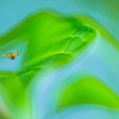 9. Platz: Hugo Wassermann - Blätter mit Untermieter