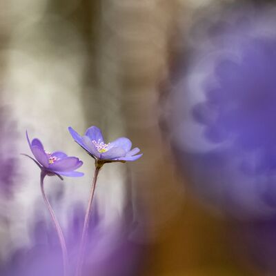 1. Platz: Ulrike Ploner - Blumenzauber