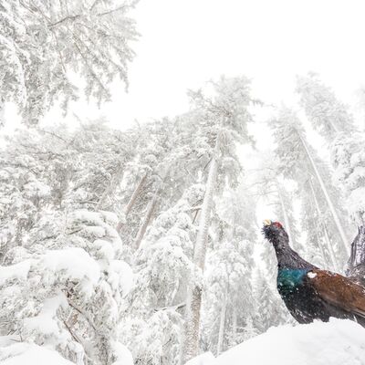 1. Manuel Plaickner - Balz im Wintereinbruch