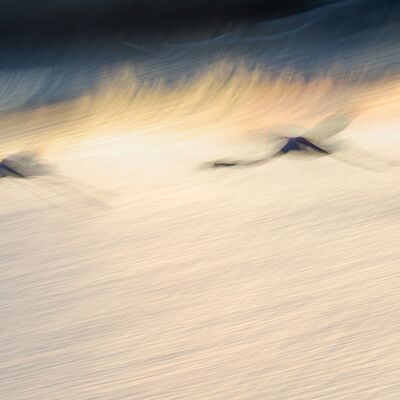 5. Platz: Gerd Tauber - Flamingos