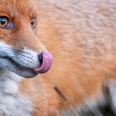 6. Platz: Claudio Sferra - Hungrig