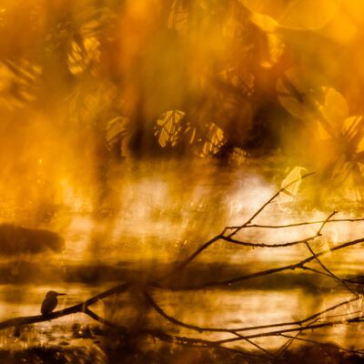 7. Lukas Schäfer - Zauberhafte Begegnung