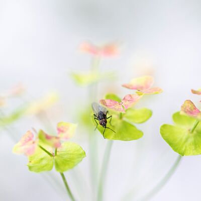 7. Platz: Helmut Elzenbaumer - Fliege