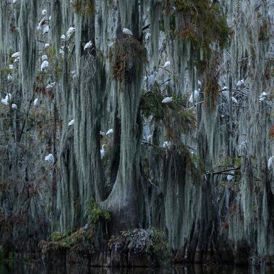 9. Platz: Maurizio Barchi - Ibis nella foresta