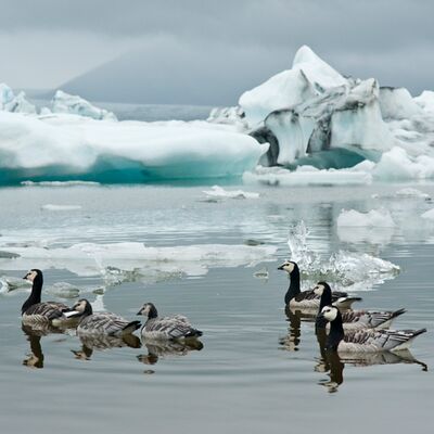 8. Platz: Walter Oberlechner - Weißwangengänse