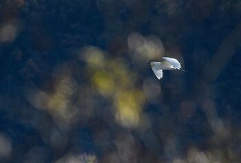 Silberreiher im ersten Licht