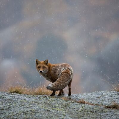 1. Platz: Valter Pallaoro - sorpresa lei - sorpreso io