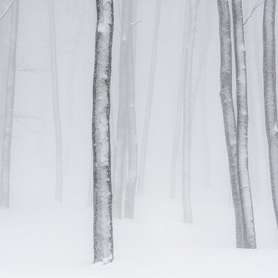 2. Platz: Stefano Baglioni - Alberi neve