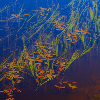 3. Platz: Walter Oberlechner - Wasserpflanzen