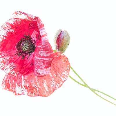 4. Platz: Annamaria Pernstich - Verblasste Röte