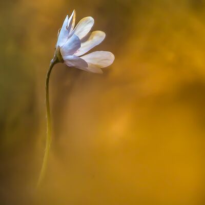 5. Platz: Günther_Plaickner - Frühjahrsbote