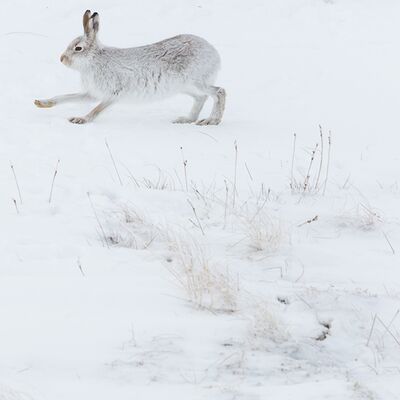 7. Platz: Hugo Wassermann - Schneehase