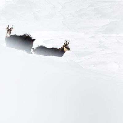 8. Platz: Silvan Lamprecht. Platz: Gamsböcke