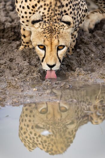 Drinking Cheetah
