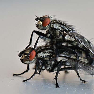 9. Platz: Franz Josef Somvi - Fliegenpaarung