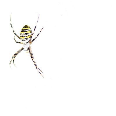 9. Platz: Massimo Santoro - Wespenspinne auf Weiß