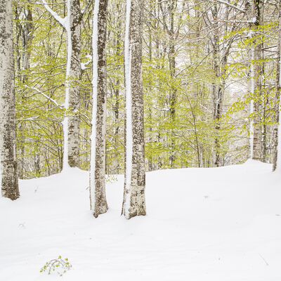 10. Platz: Hubert Hilscher - Buchenwald nach spätem Wintereinbruch
