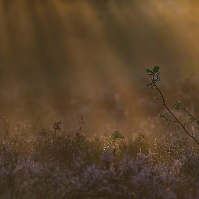 10. Platz: Bruno De Lorenzo - Lichterscheinungen