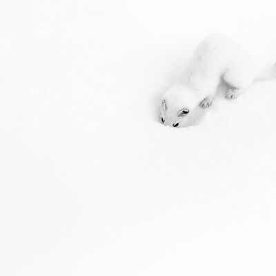 3. Platz: Georg Kantioler - Hermelin